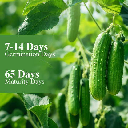 50 Straight Eight Cucumber Seeds
