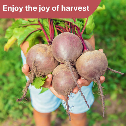 Beet Seeds Pack | 500+ Non-GMO Vegetable Seeds for Planting Indoor