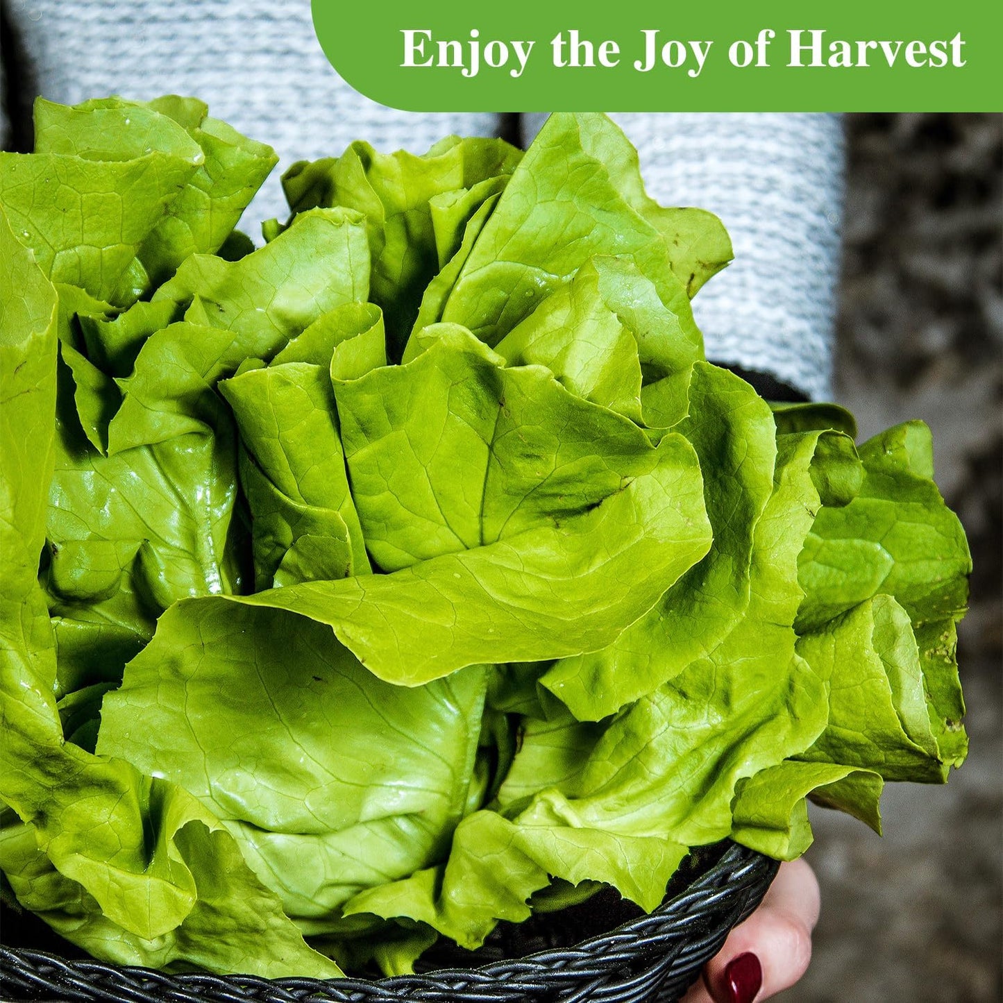 500 Buttercrunch Lettuce Seeds
