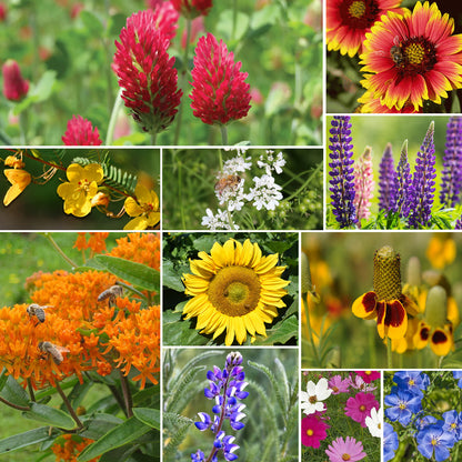 Pollinator Wildflower Mix 28 Varieties 2OZ