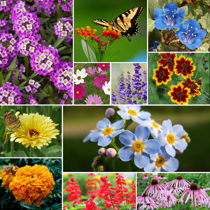 Butterfly Wildflower Mix 26 varieties 4OZ