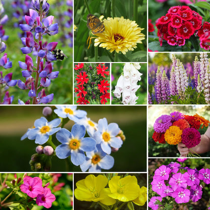 Hummingbird Wildflower Mix 24 varieties 1OZ