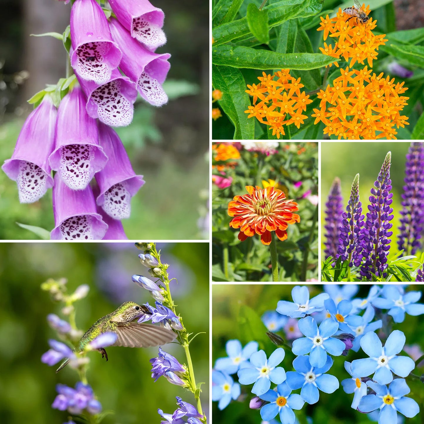 Pollinator Wildflower Mix 28 Varieties 2OZ