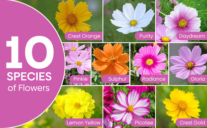 Cosmos 10 Varieties mix 1oz