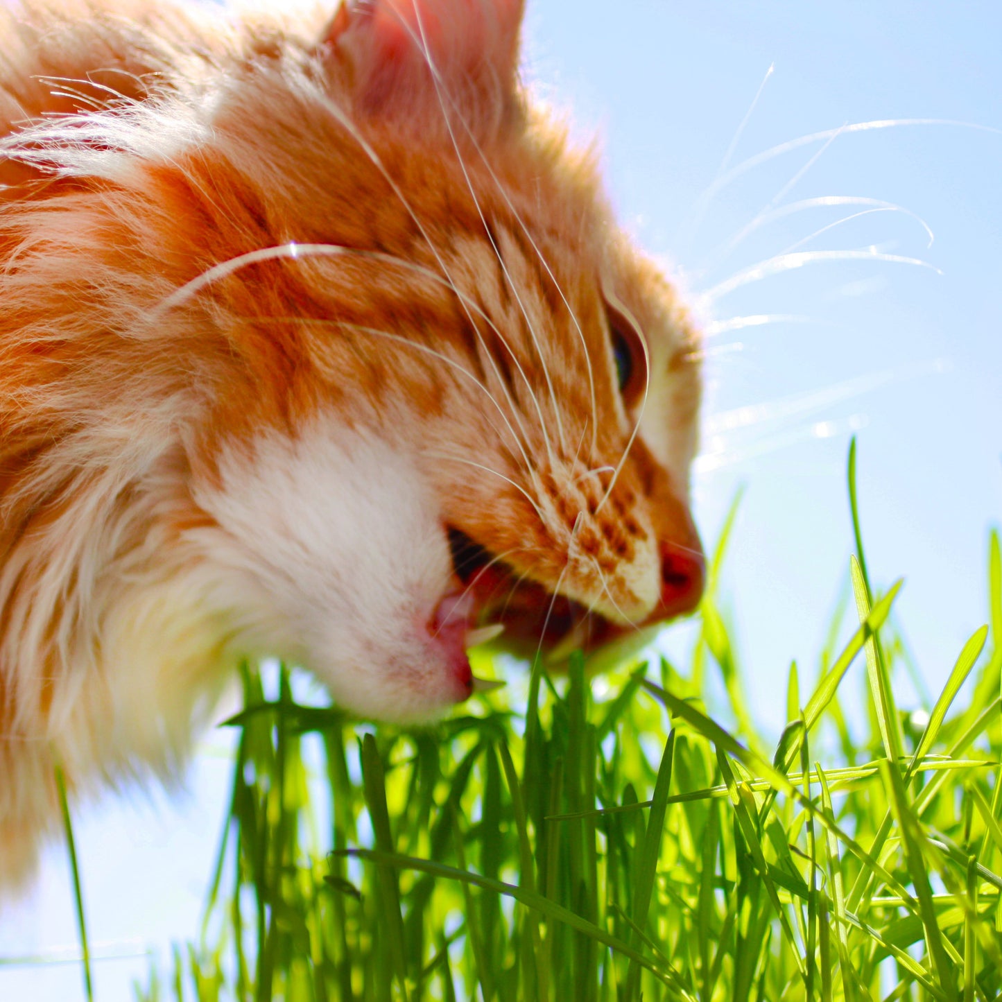 All in 1 Cat Grass Growing Kit for Indoor Cats, Organic Wheat & Oat Seed