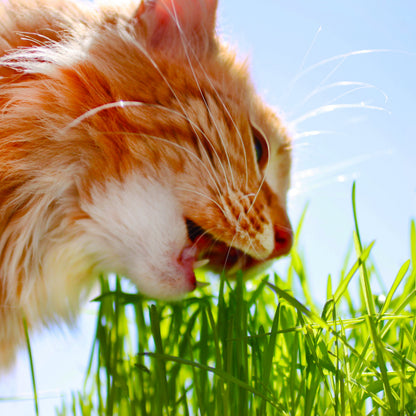 All in 1 Cat Grass Growing Kit for Indoor Cats, Organic Wheat & Oat Seed