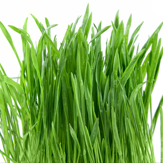 Cat Grass Seeds 8oz, Wheat & Oat Mix