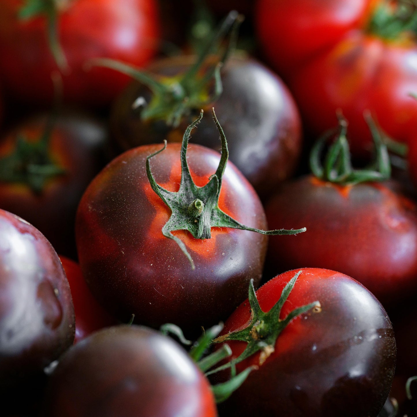 Cherokee Purple Tomato Seeds, Approx 106 Seeds