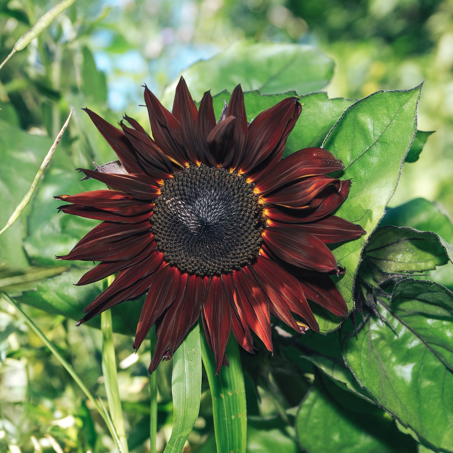 Chocolate Cherry Sunflower Seeds