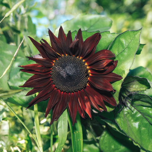 Chocolate Cherry Sunflower Seeds