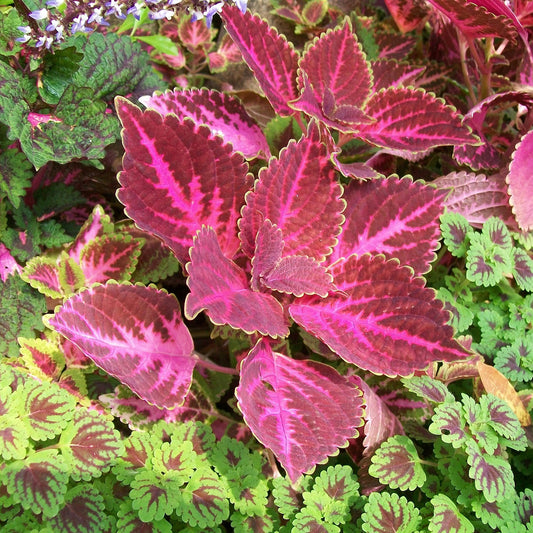 Coleus Colorful Flower Seeds
