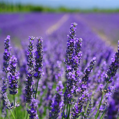 English Lavender Seeds, 1500+