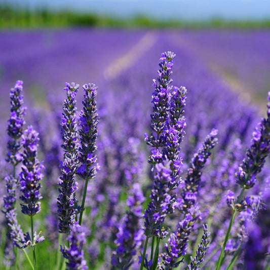 English Lavender Seeds, 1500+