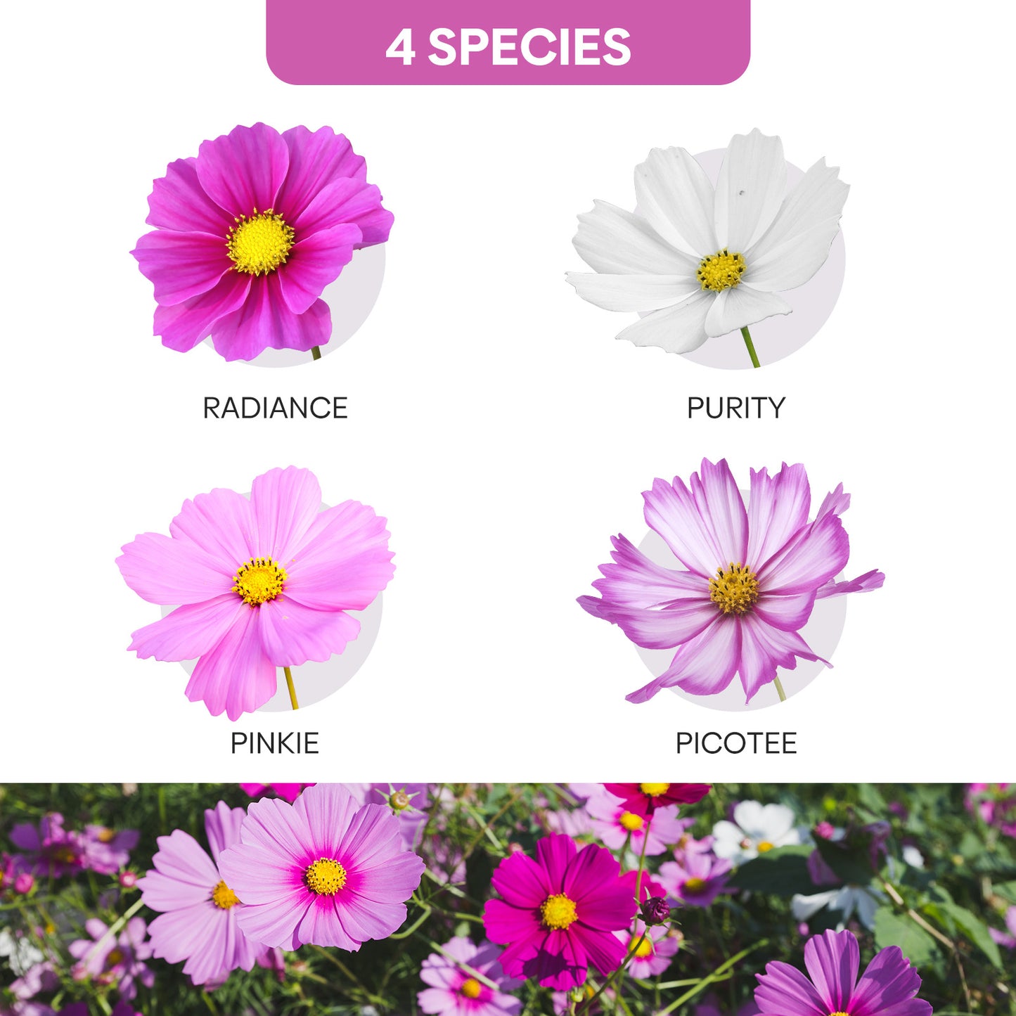 Cosmos Seeds Wildflower Mix 4 varieties