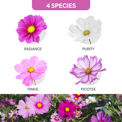 Cosmos Seeds Wildflower Mix 4 varieties