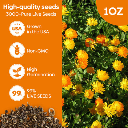 Calendula Seeds 1oz