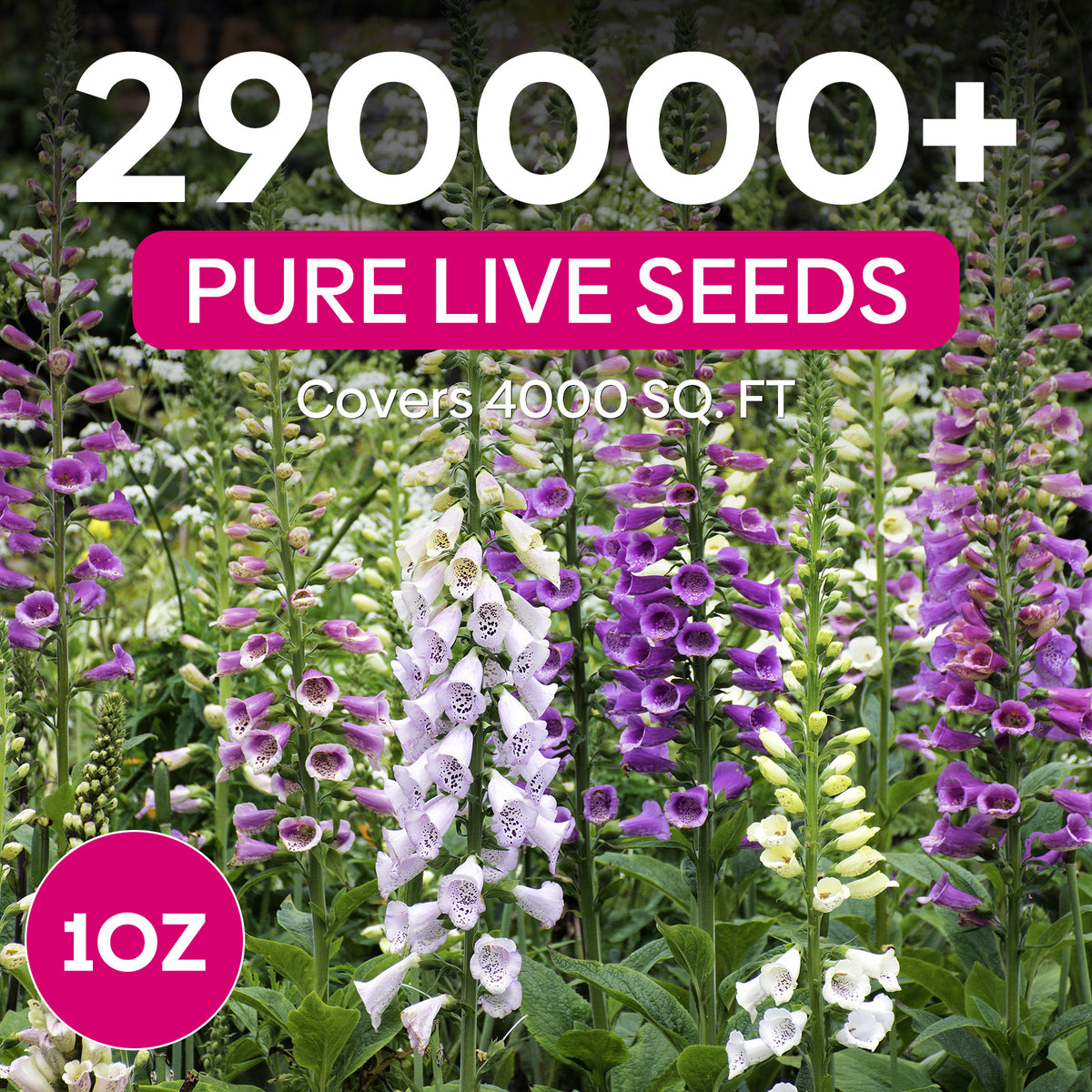 Foxglove Seeds,1 Ounce 290,000+ Seeds