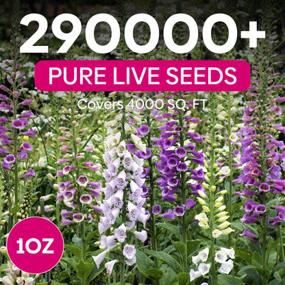 Foxglove Seeds,1 Ounce 290,000+ Seeds