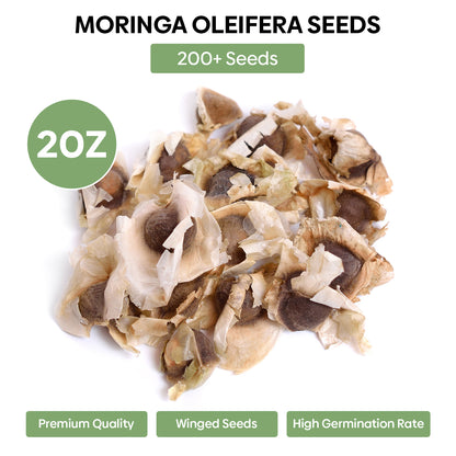 Moringa Seeds 2 Ounce