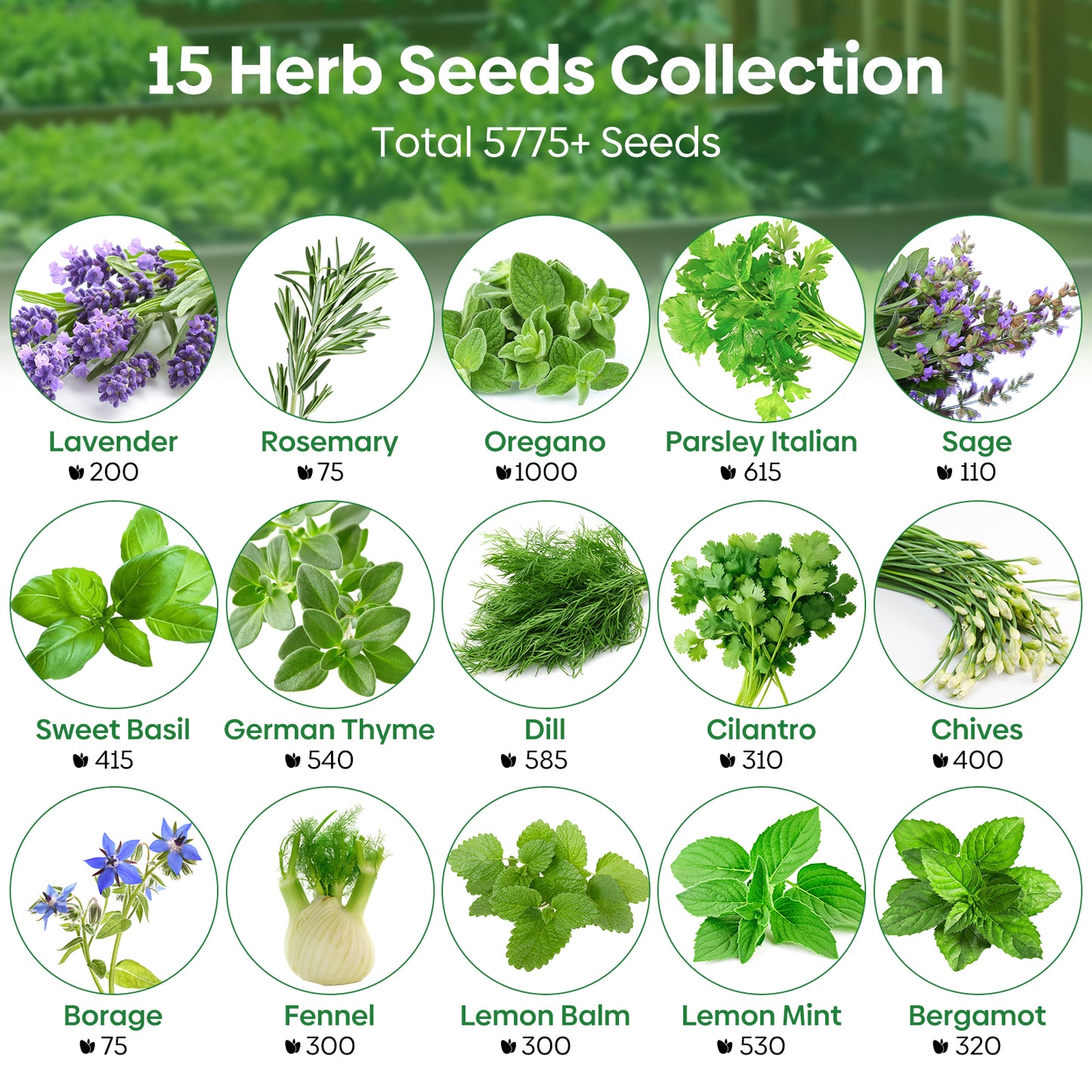 Herb seeds 15 mix