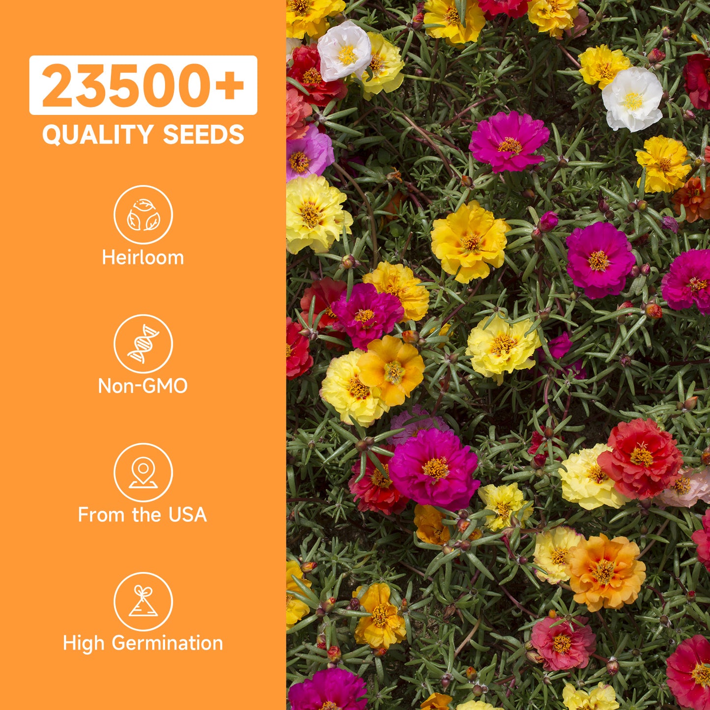 23500+ Mixed Moss Rose Seeds
