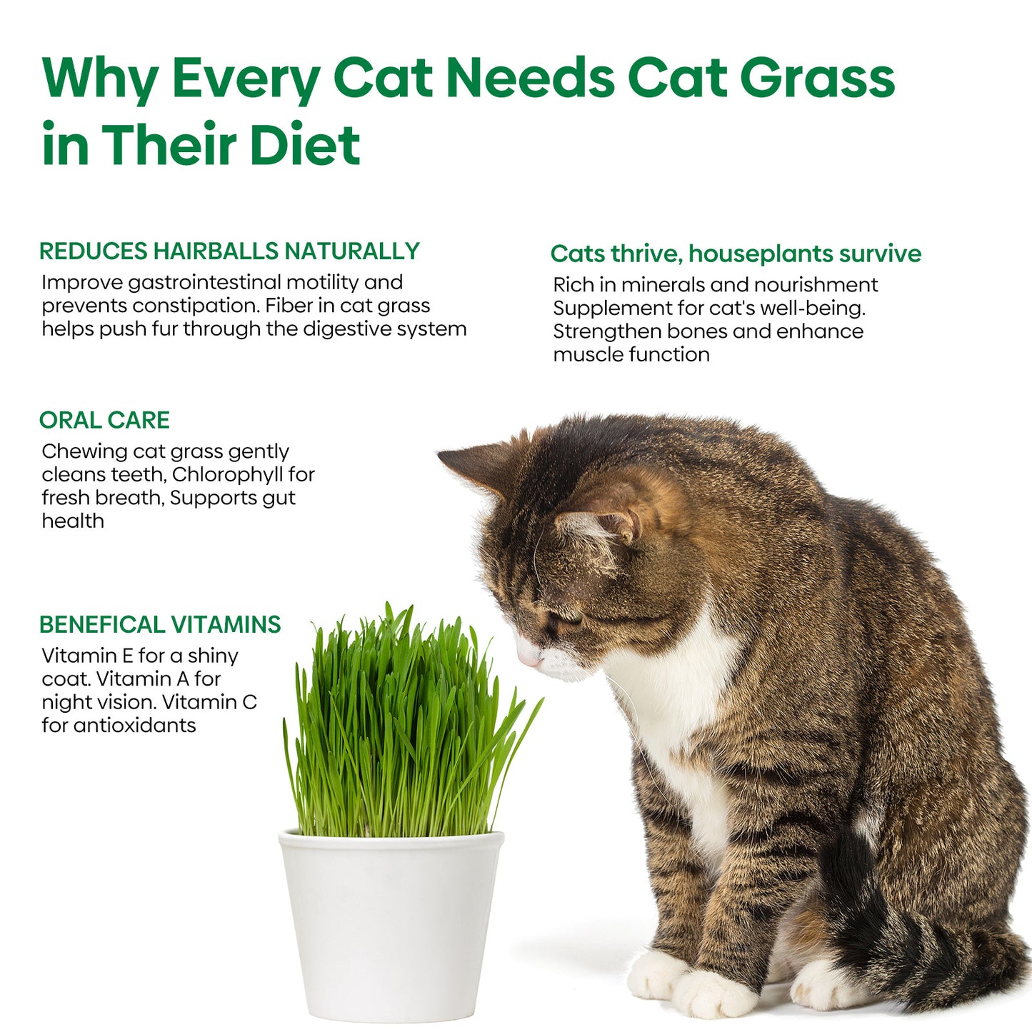 Cat grass 4 Varieties mix 16oz