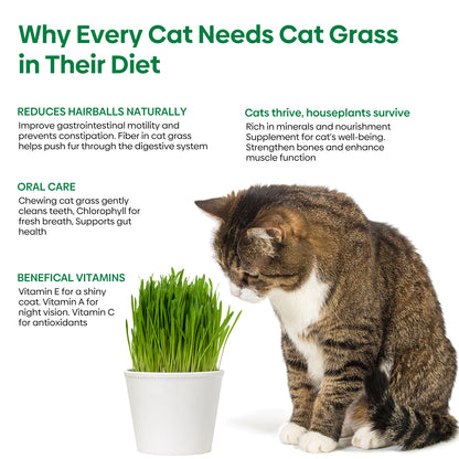 Cat grass 4 Varieties mix 16oz