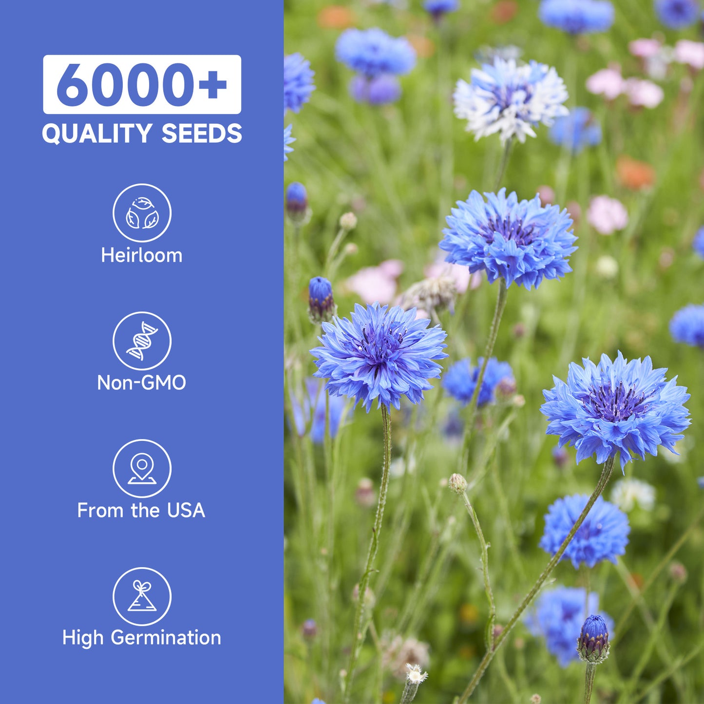 6000+ Blue Bachelor Button Seeds - Centaurea Cyanus