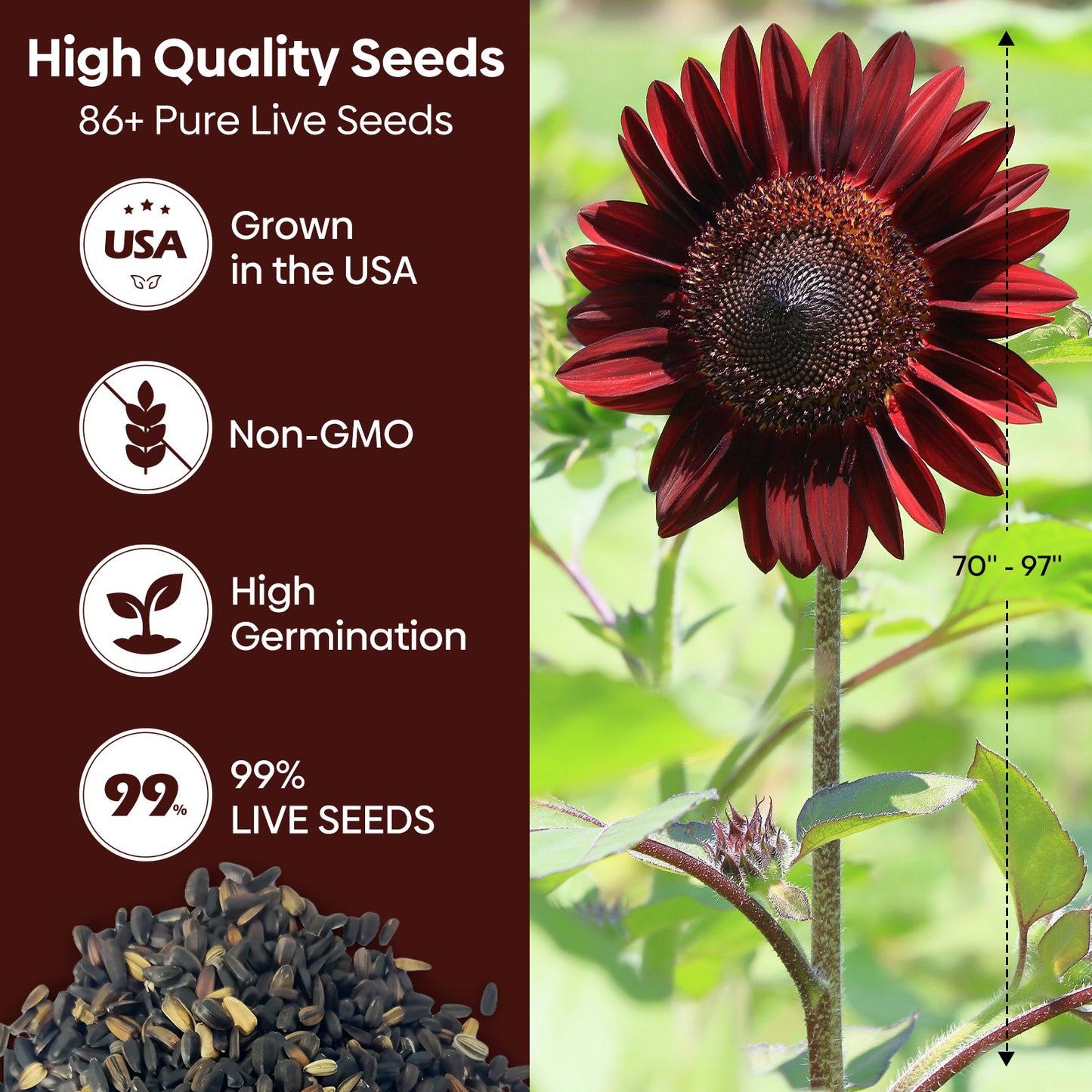 Chocolate Cherry Sunflower Seeds