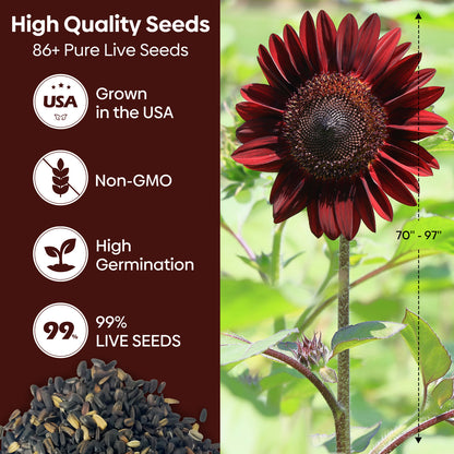 Chocolate Cherry Sunflower Seeds
