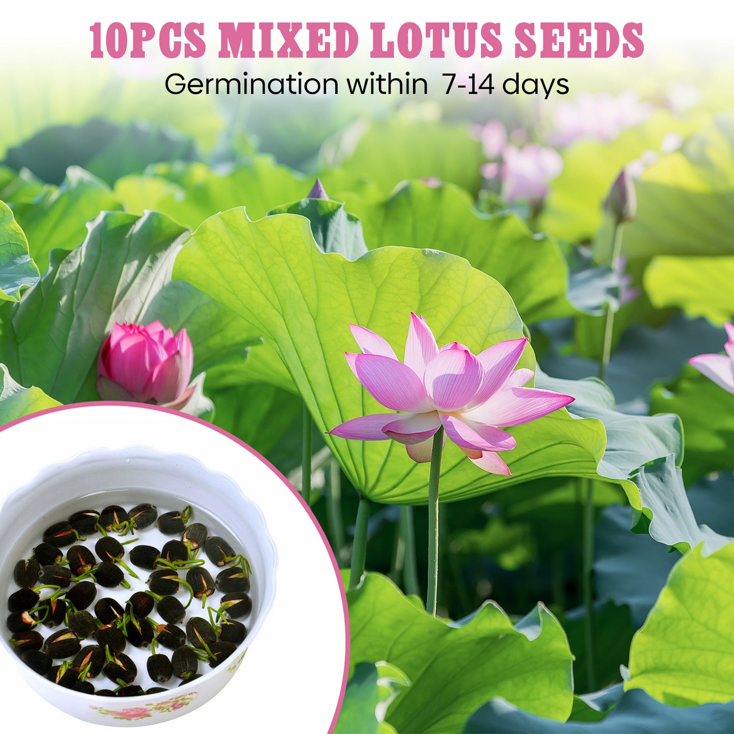 10Pcs Lotus Flower Seeds