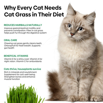 Cat grass seeds 4oz
