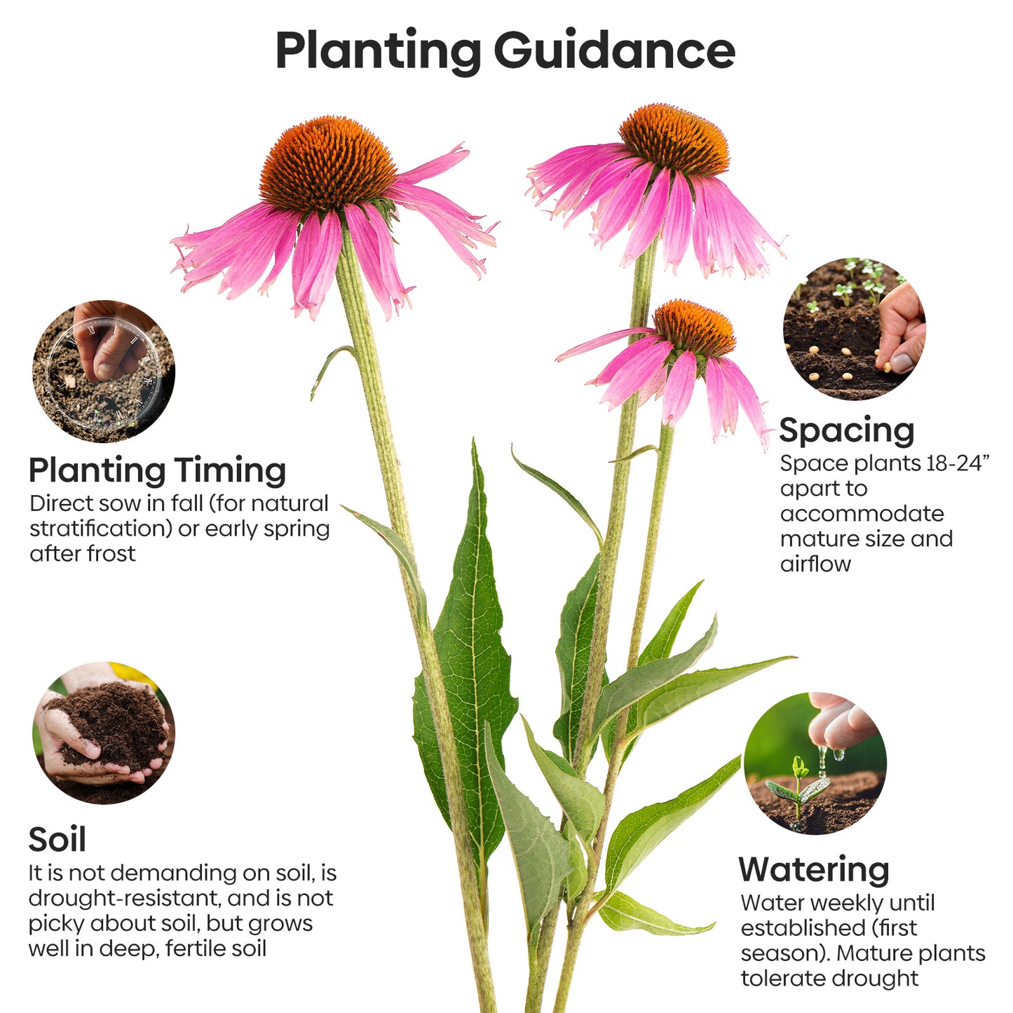 purple coneflower seeds 1oz