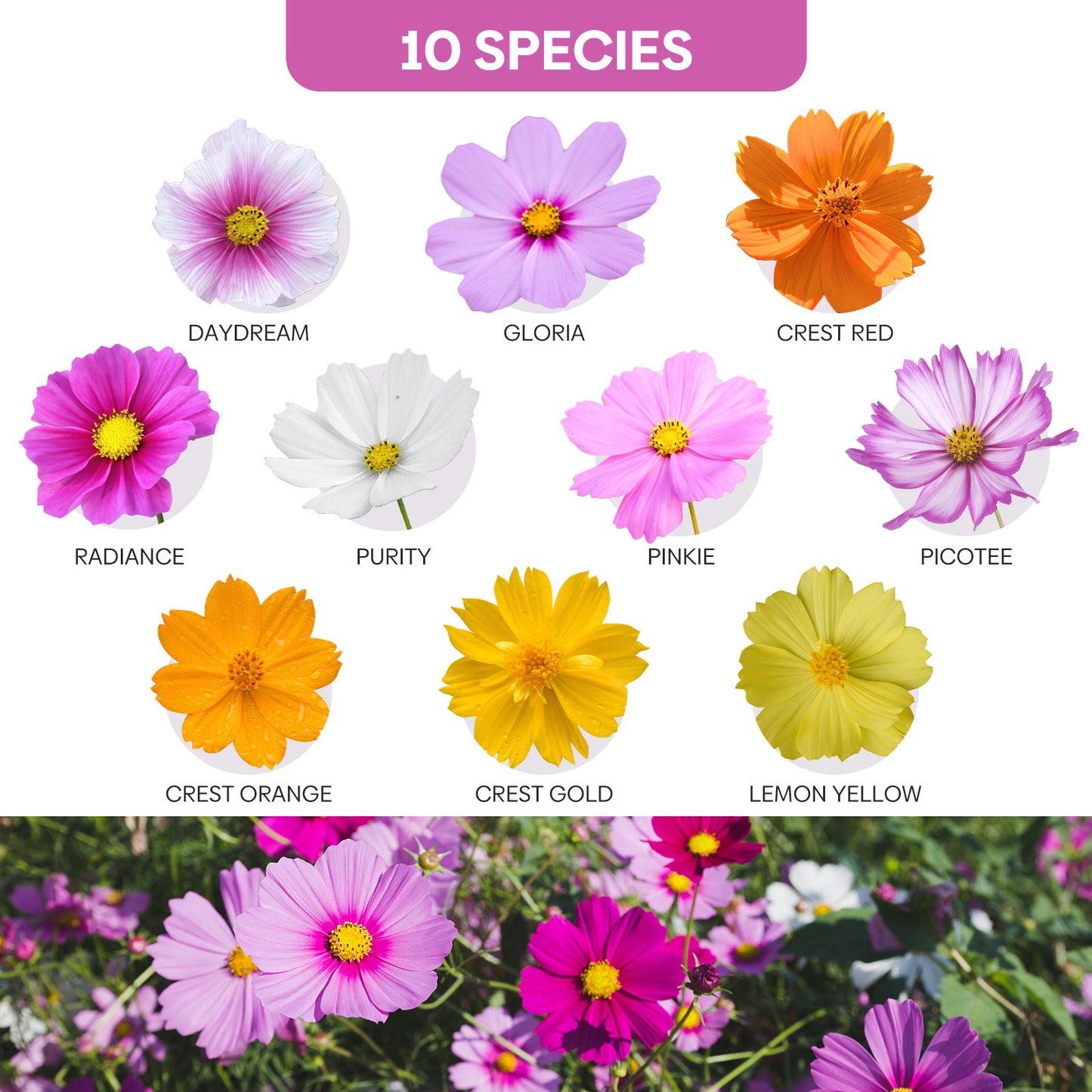 Cosmos 10 Varieties mix 1oz
