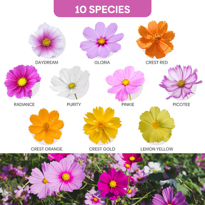 Cosmos 10 Varieties mix 1oz