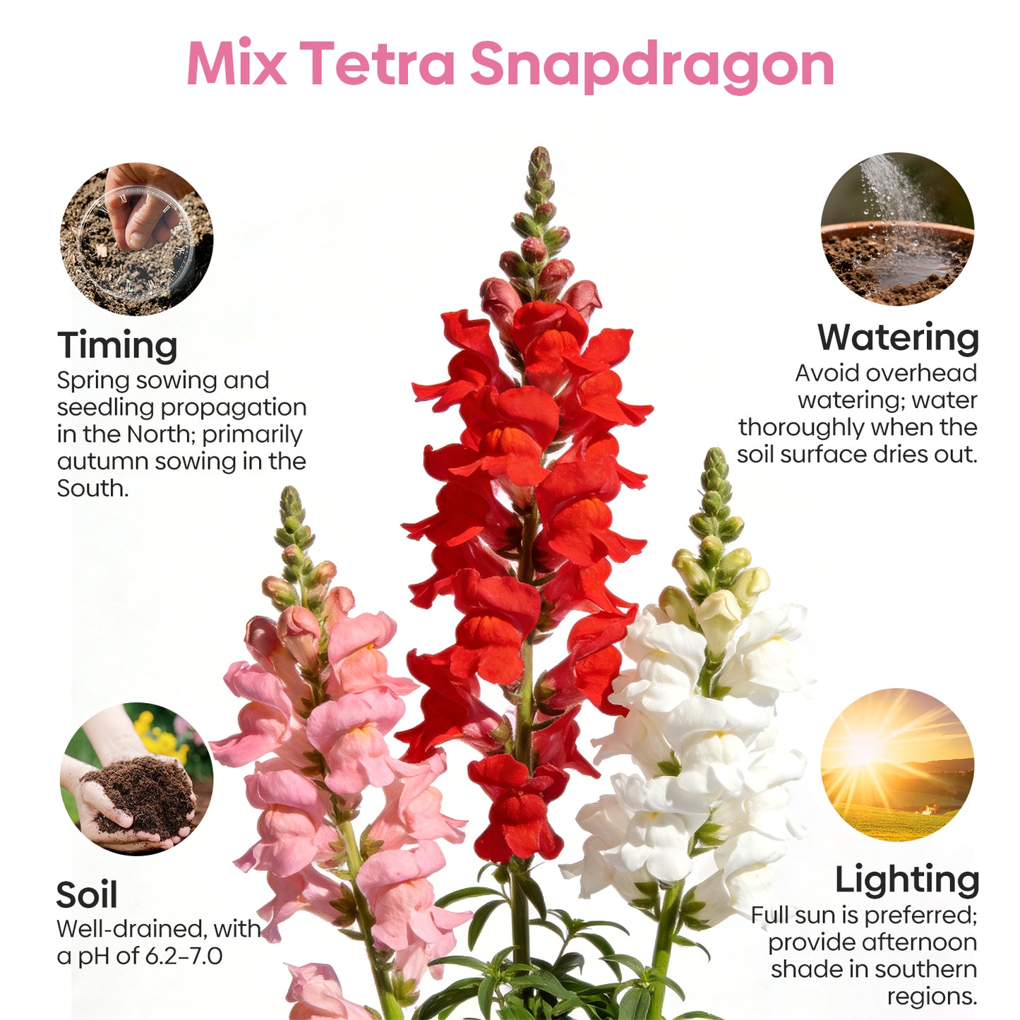 1500+ Tetra Mix Snapdragon Seeds