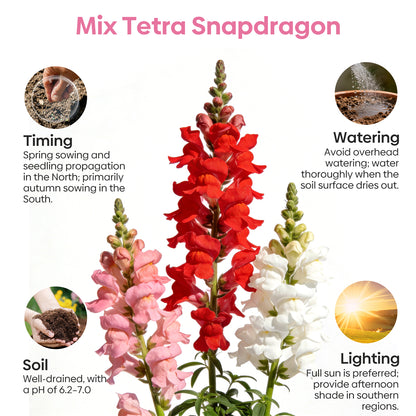 1500+ Tetra Mix Snapdragon Seeds