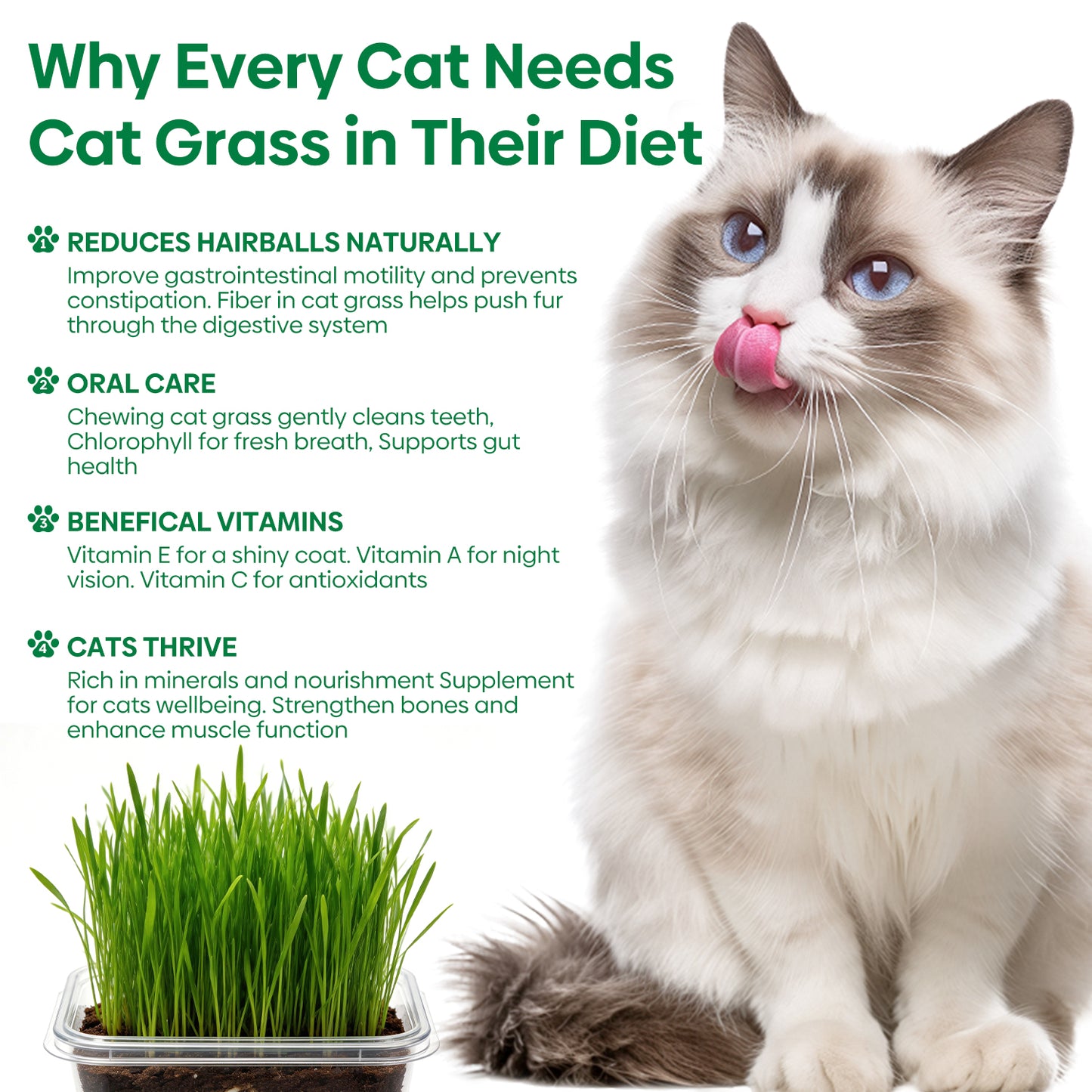 All in 1 Cat Grass Growing Kit for Indoor Cats, Organic Wheat & Oat Seed