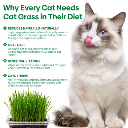 All in 1 Cat Grass Growing Kit for Indoor Cats, Organic Wheat & Oat Seed