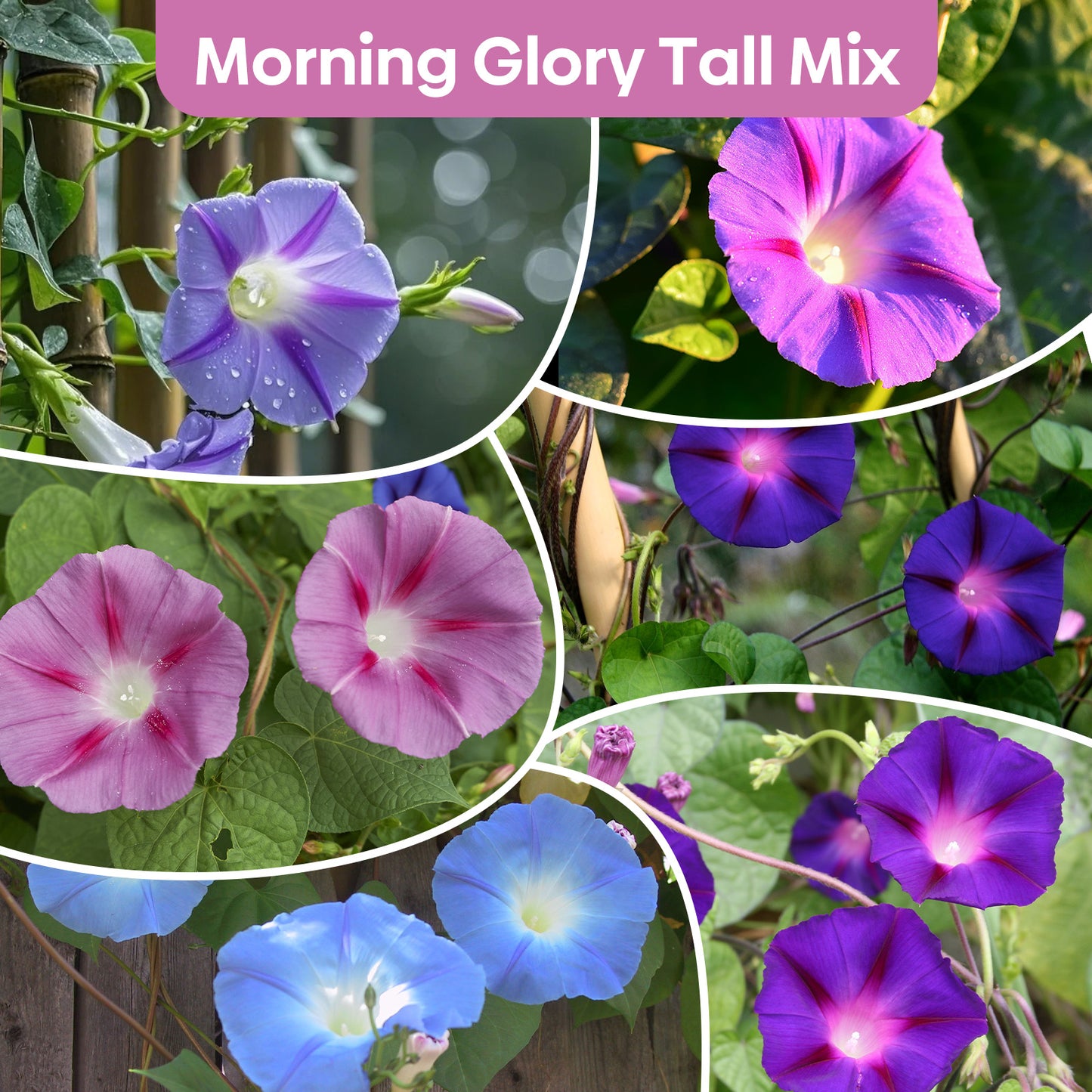 Morning Glory 1oz