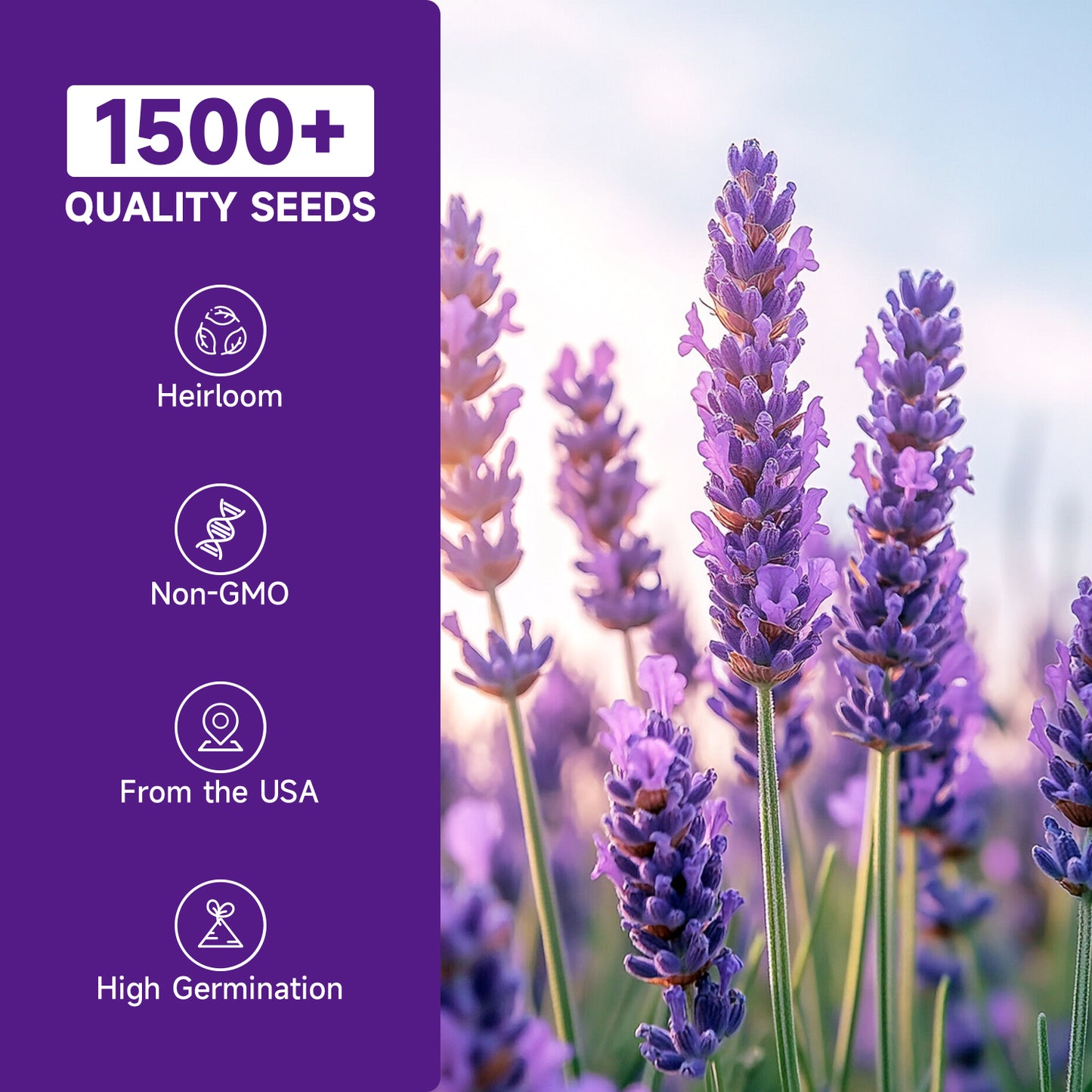 English Lavender Seeds, 1500+