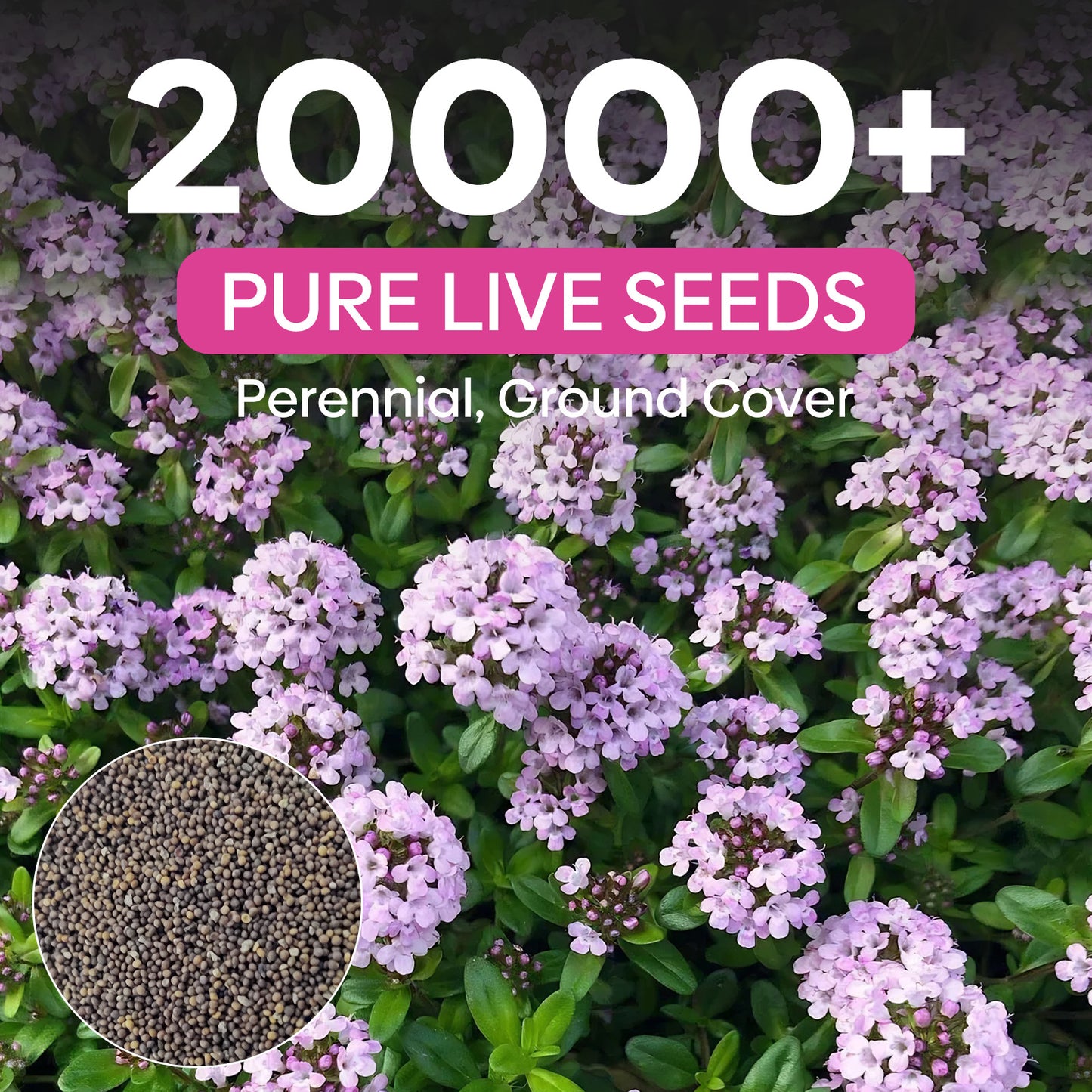 Creeping thyme 3g