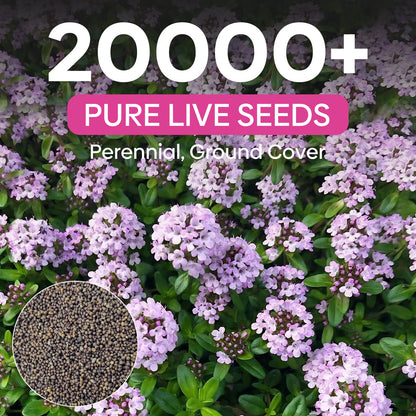 Creeping thyme 3g