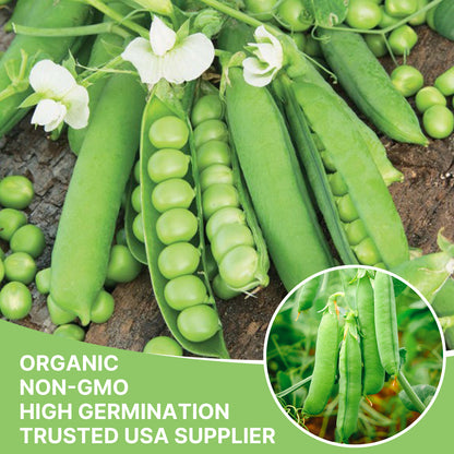Sugar Snap Pea Seeds