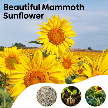 Mammoth Sunflower Seeds 1oz