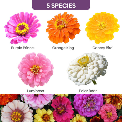 Zinnia Seeds Mix