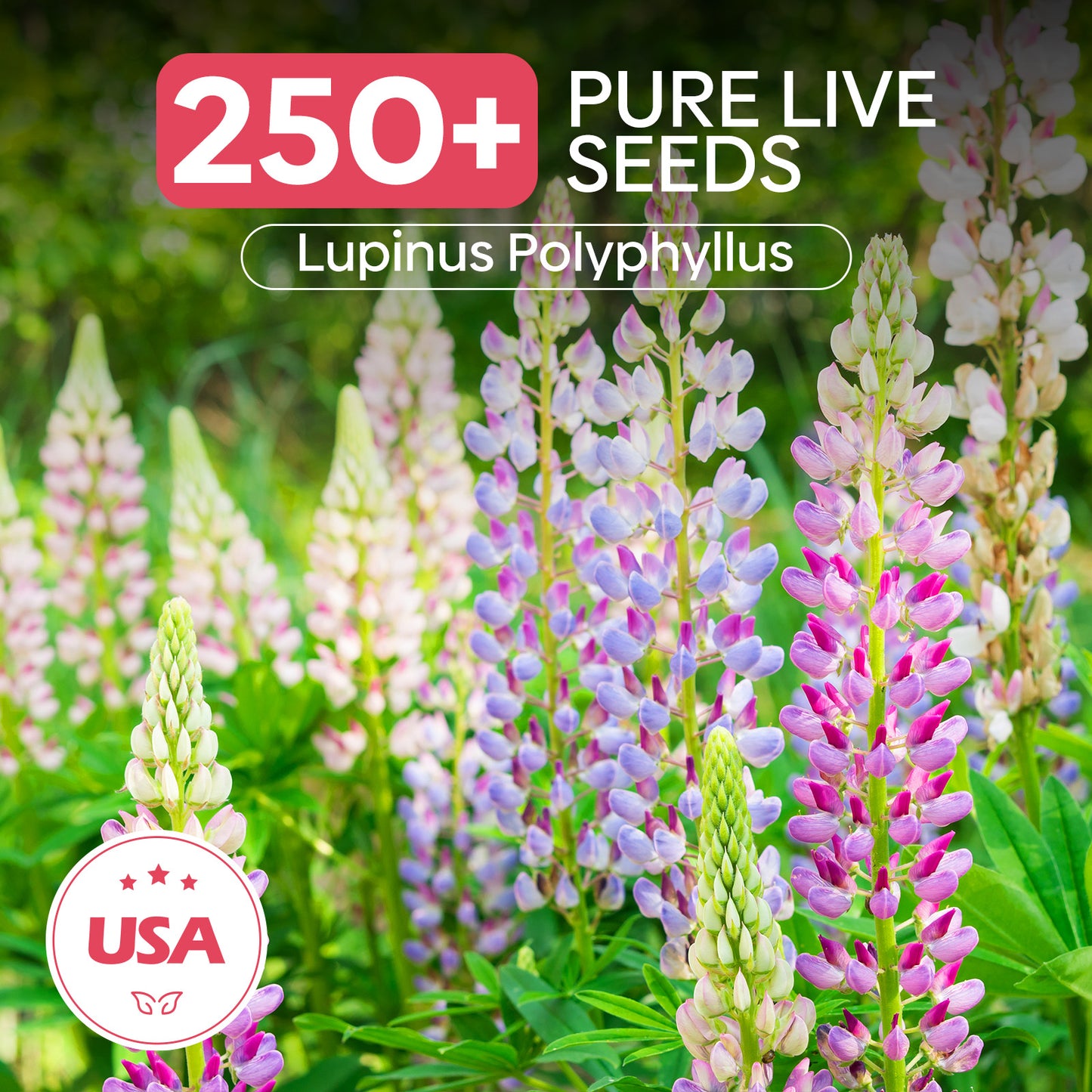Russell Lupine Seeds
