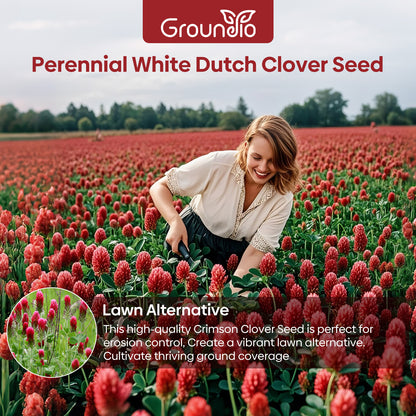 Crimson Clover Seeds 2 lbs.