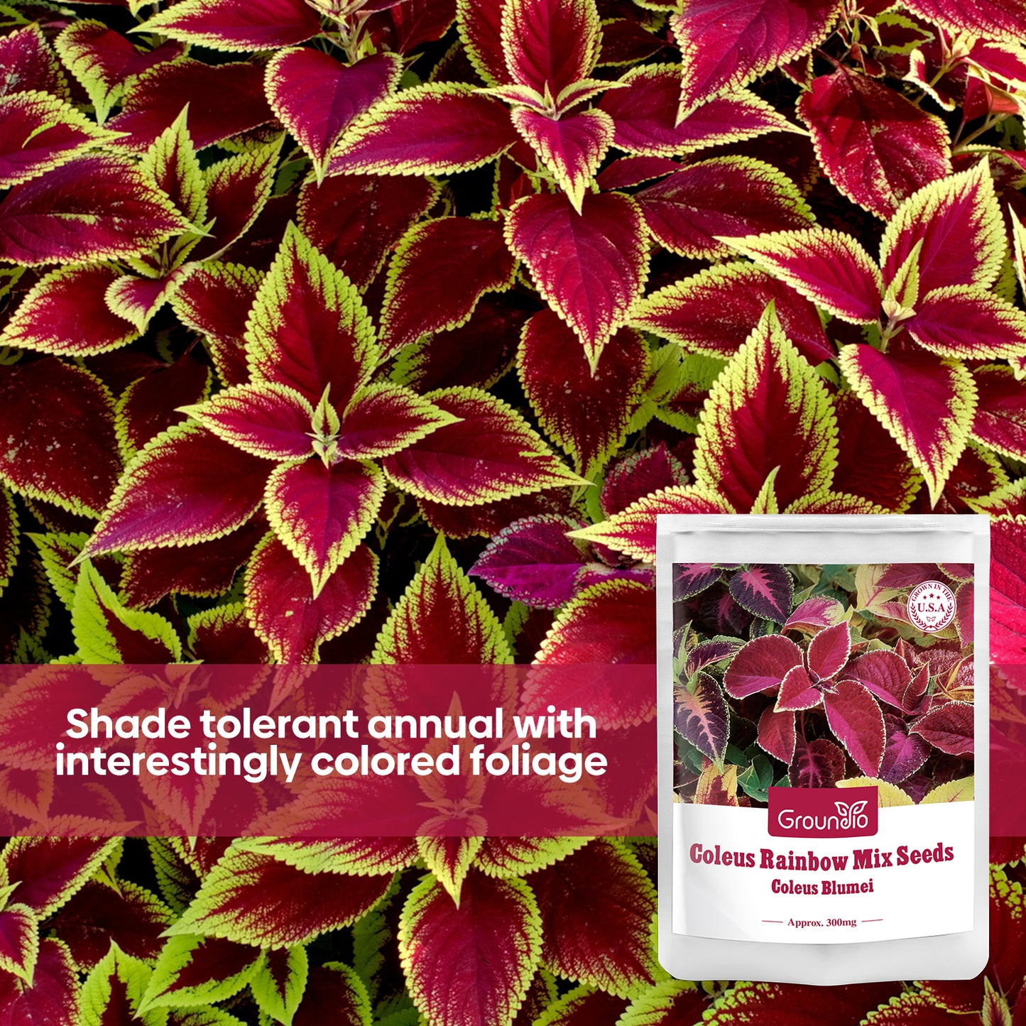 Coleus Colorful Flower Seeds
