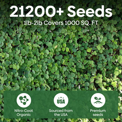 Mini White Clover Seeds 1LB